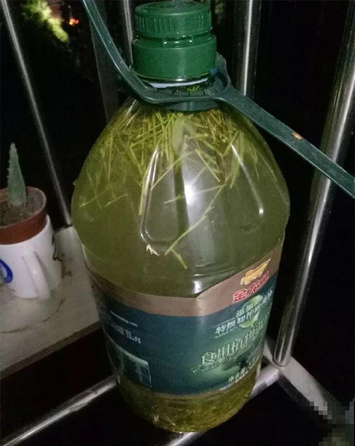 给花浇点它，秋天根系撑爆盆，黄叶离得远远的！