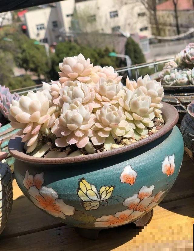 一排排的这种植物，整齐划一地放在阳台上，让人羡慕