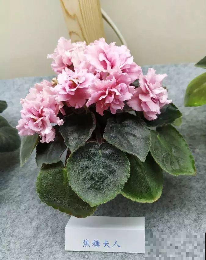 最耐阴的花就是它，光线弱也能开爆盆，越养越上瘾！