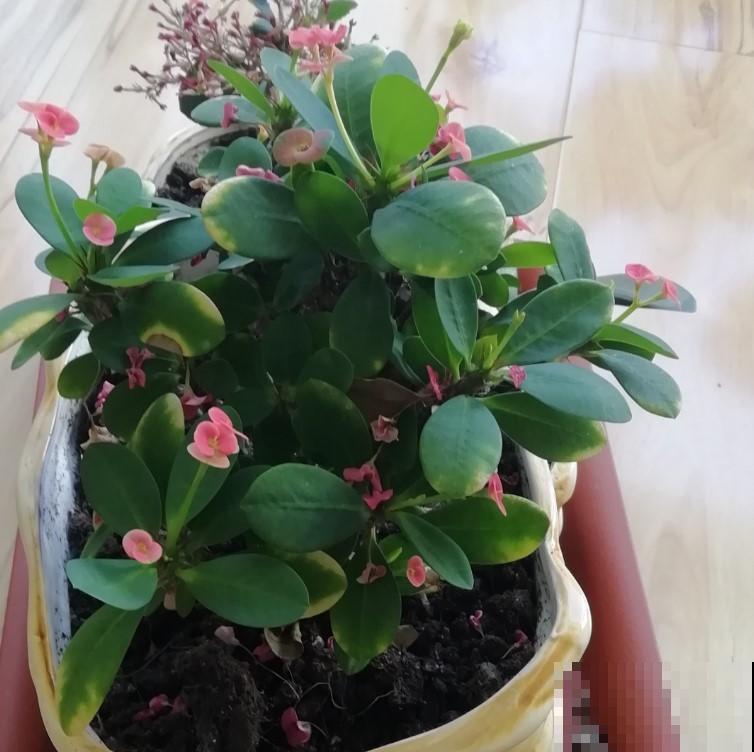 这花真好养，注意这4点，疯长狂开花！
