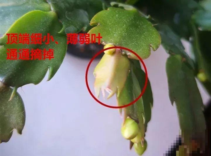 这花就是慢性子，开花都要人催，叶子该掐就得掐！