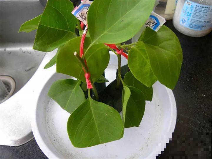 烂根的君子兰砍一刀，放在木屑盆里，蹭蹭长出大白根！