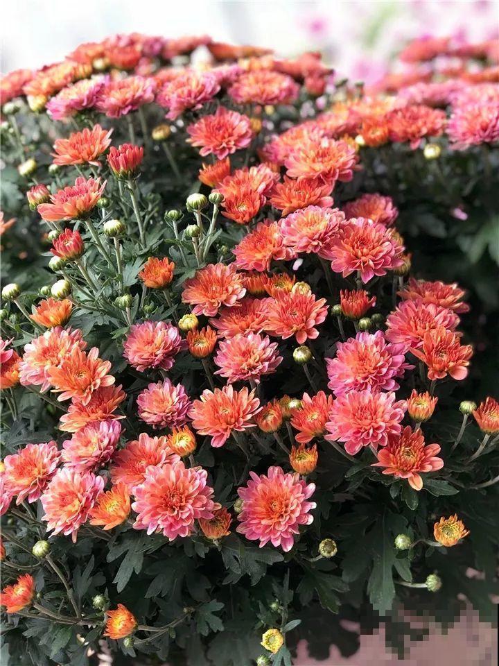 急性子养这6种花，长得快、爆花多，1盆能开大半年！