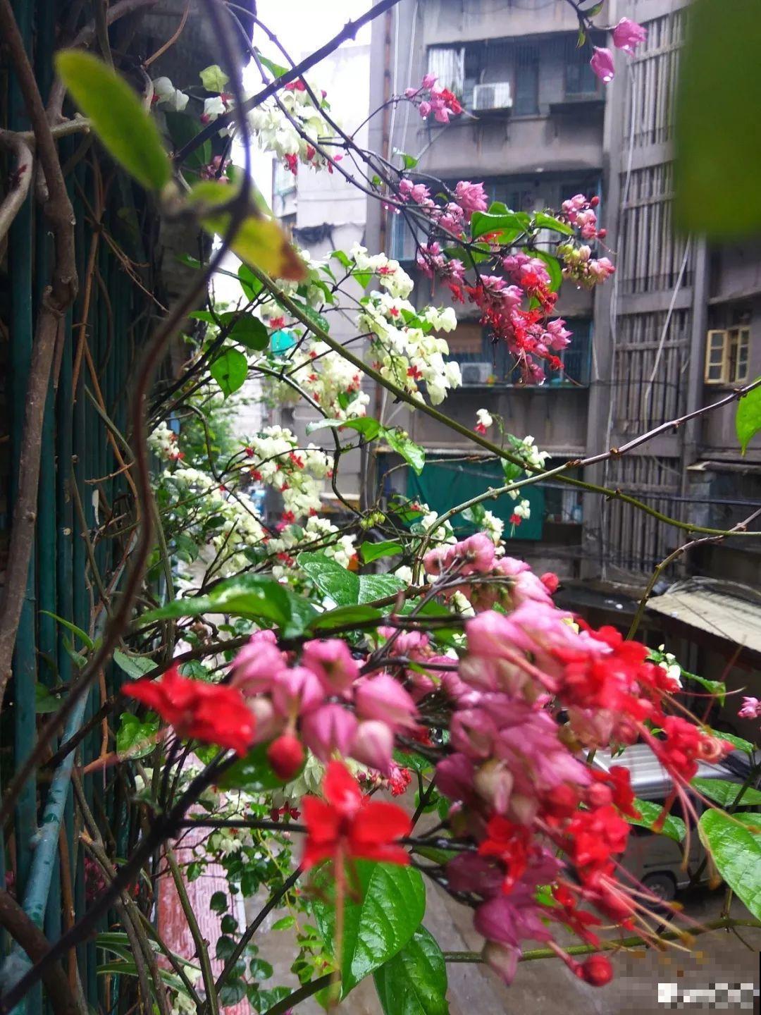 这花全年无休，能爬藤能开花，白珠子一个接一个！