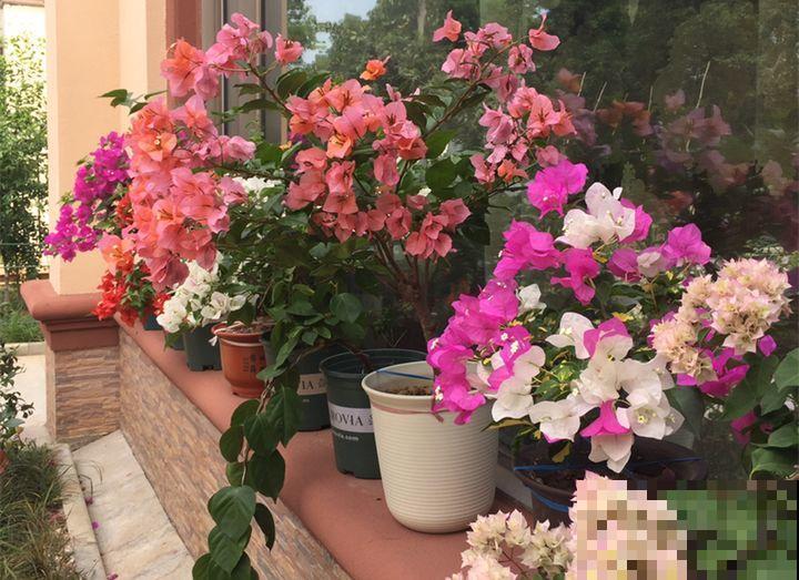 买花容易挑花眼？带本秘籍走，喜欢的花一盆也不落！