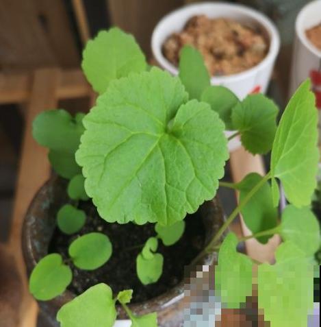 这几种植物，既高雅又大方，特别适合秋天入手！