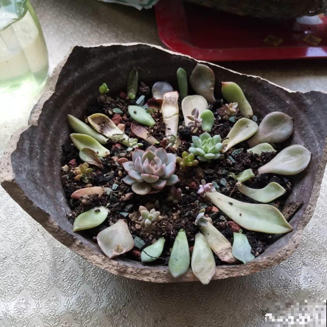 周末回农村，捡几个老物件养花，竟然特别上档次！