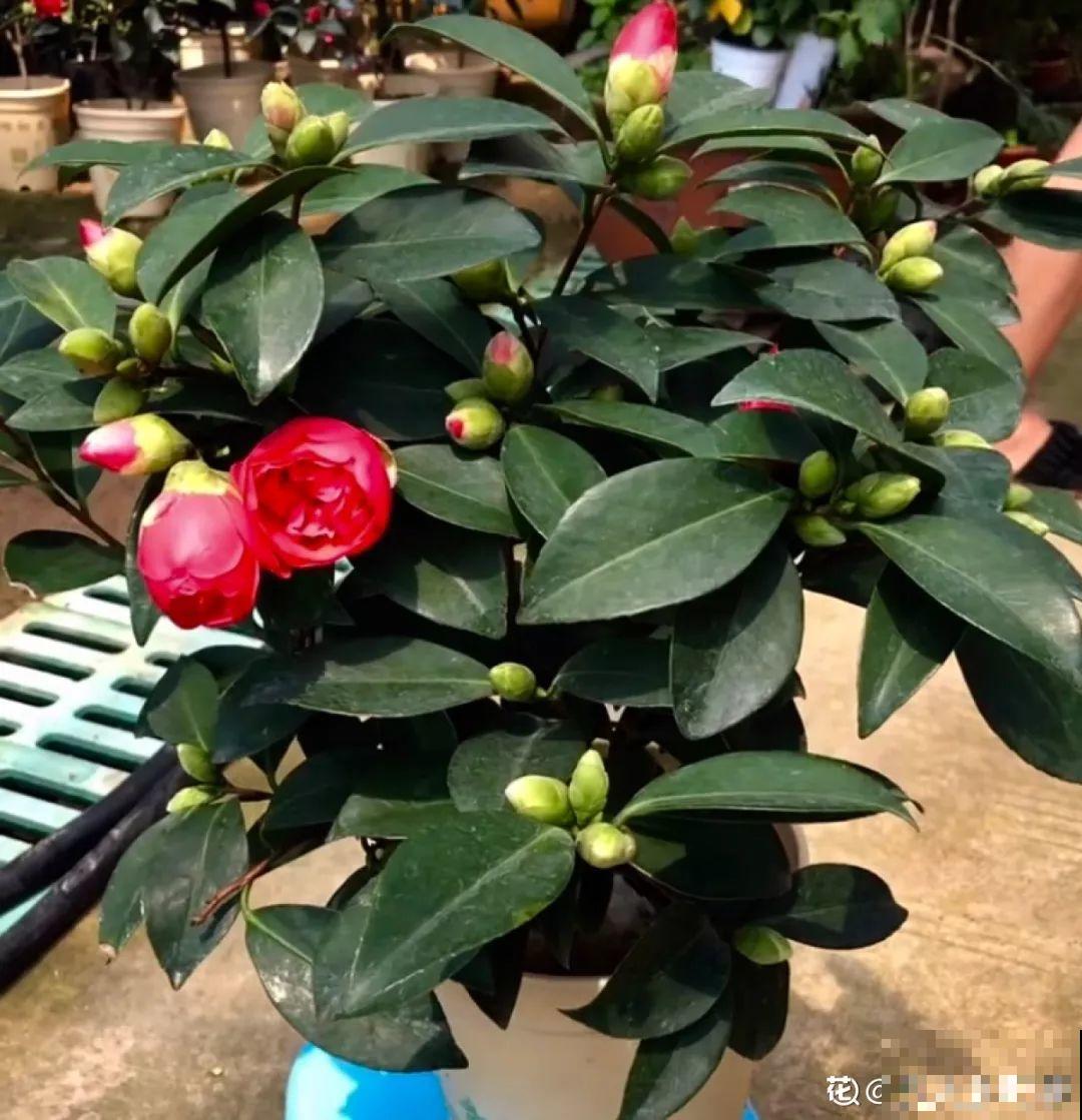9月开始，这3种花需要大补肥，灌点它，越长越有劲儿！