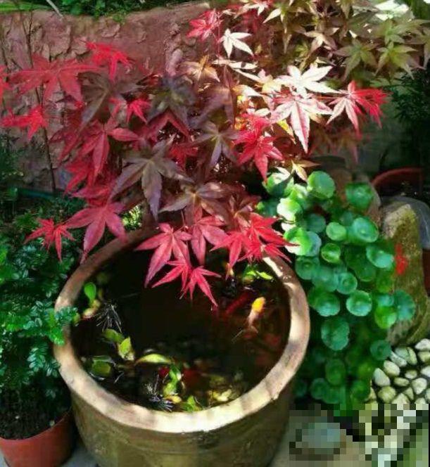 16岁男孩，为重病奶奶建花园，2年种了上百盆花！