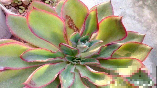 叶子一干就浇水？别傻了！越浇死得越快