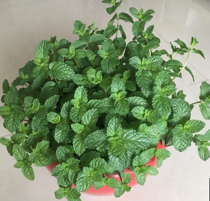 这几种盆栽植物摆在卧室再适合不过了，简单好养，还能装饰卧室！