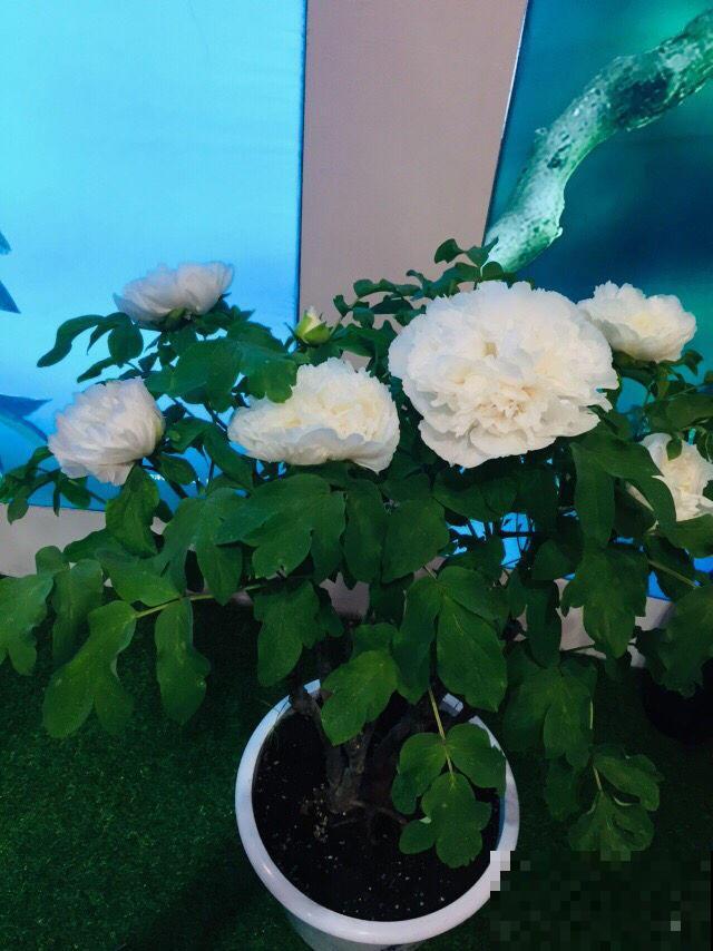 牡丹在秋天什么时候种？移栽对了容易开花，开花爆盆不困难！