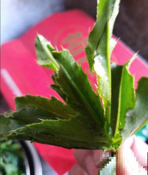 这草小时候当玩具玩，却不知价值极高，野外受伤，就靠它来止血！