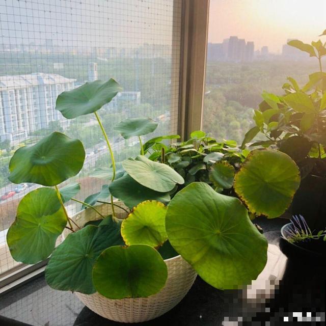 有格调的人，都爱养这花，品味高上档次