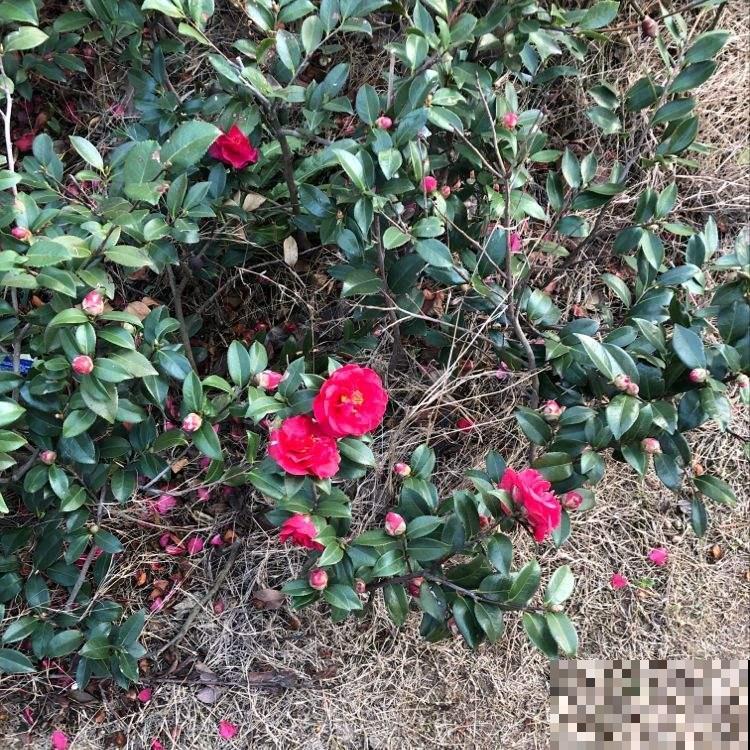一树茶花百个苞，到底咋养出来的，老花农终于透露秘诀！