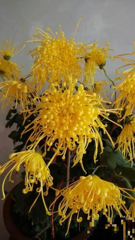 秋天养菊花？按照这几个方法养，花期延长一点都不难！