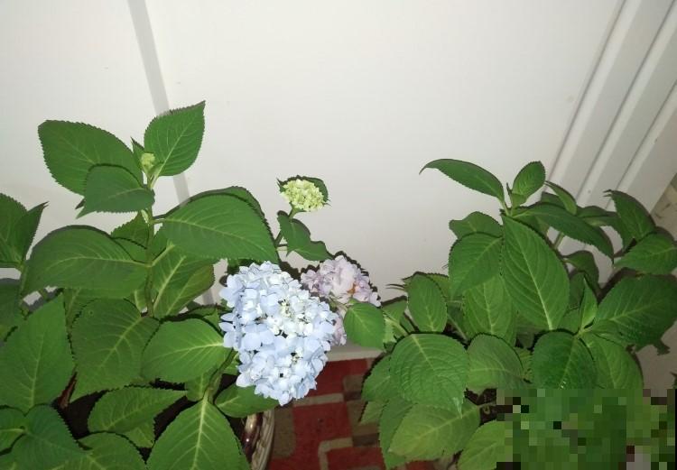 再漂亮的植物摆在室内也不行，就是这5种，你家里有养吗？