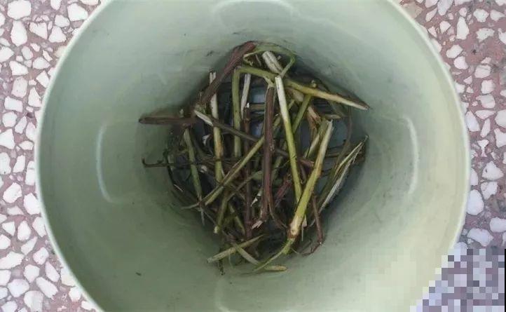 它是天然“生根剂”，给花浇一点，根系壮猛发芽！