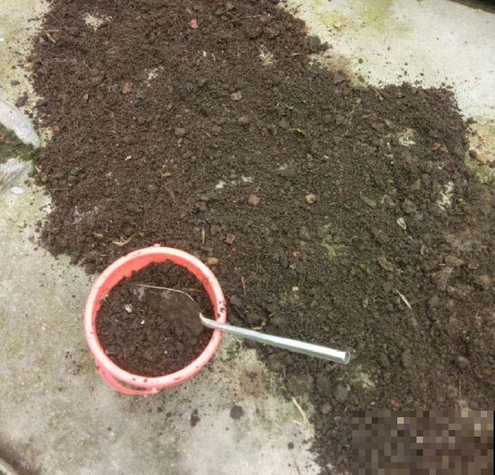 多肉出现4种信号，摆明了是要换盆，再晚秋天就不长了！