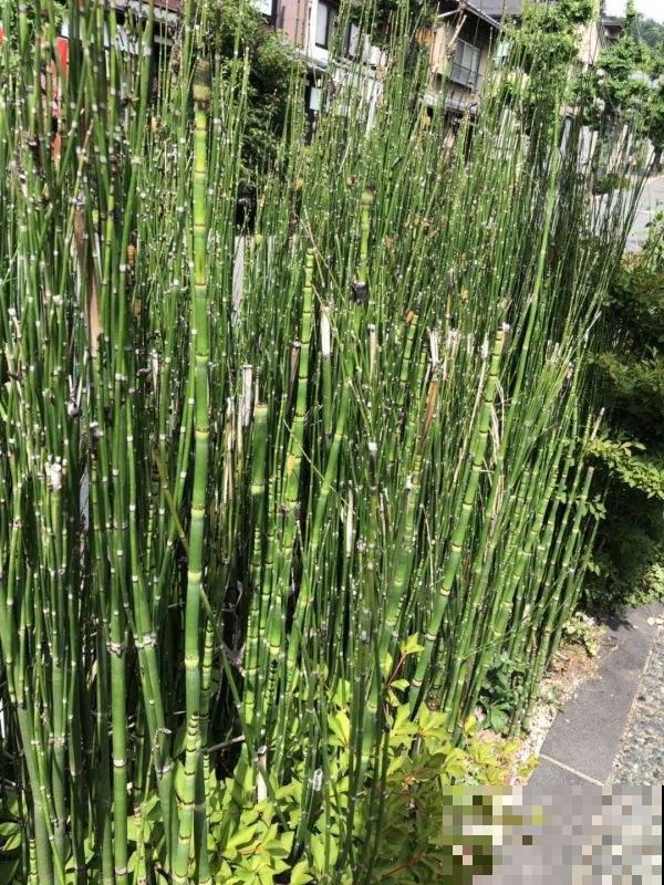 河边的这野草气质太佳，剪剪就能拿来插花，秋冬长势也依旧旺！