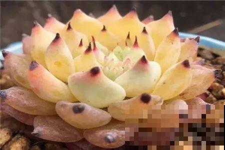 多肉届的比惨大会，扛不过夏天，活活长成了逗比！