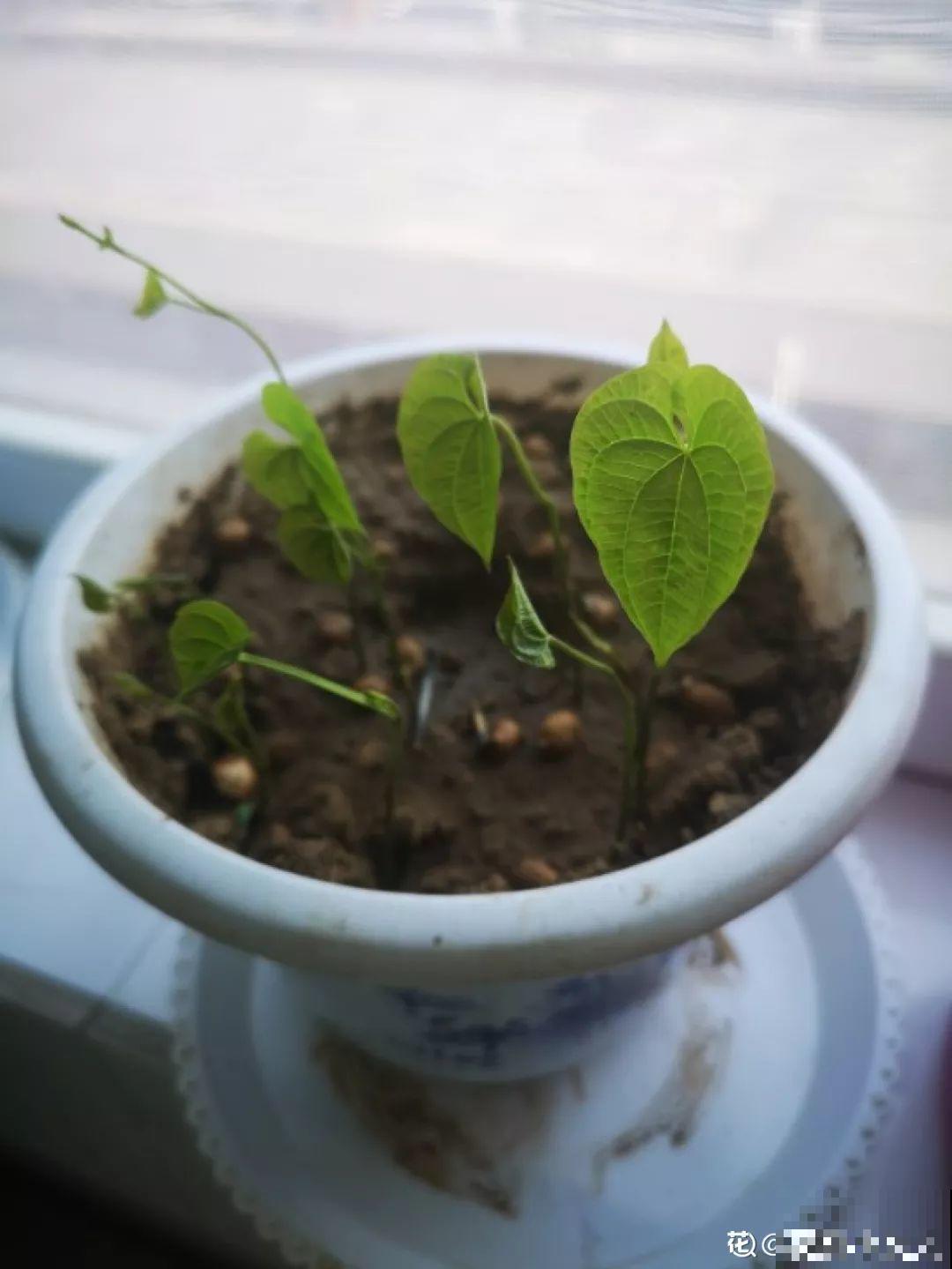 发芽的菜扔水里，15天长一桶，全家乐开花！