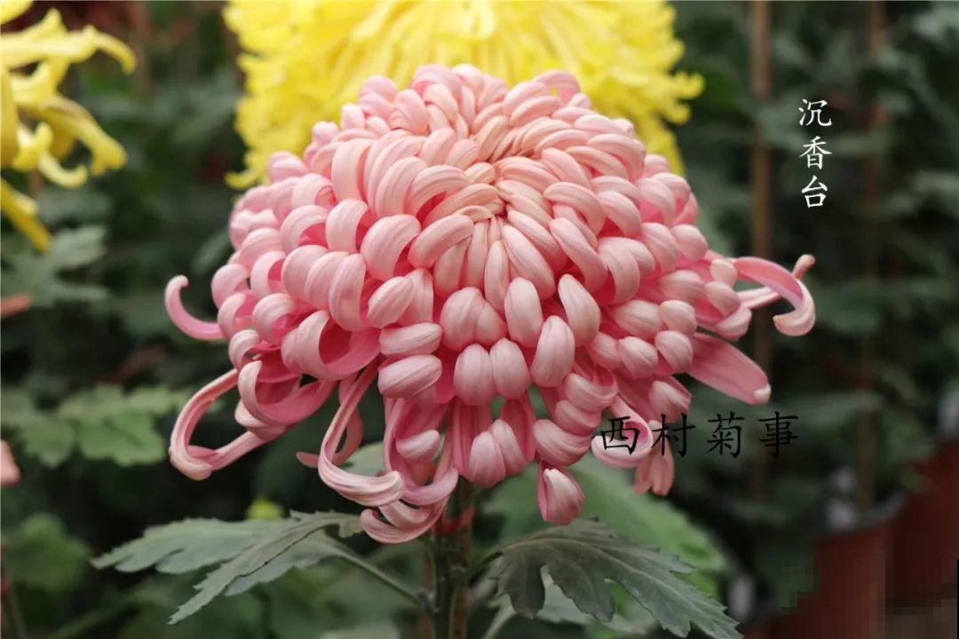 秋天啥花都可以不养，唯独这1种，100盆都不嫌多！