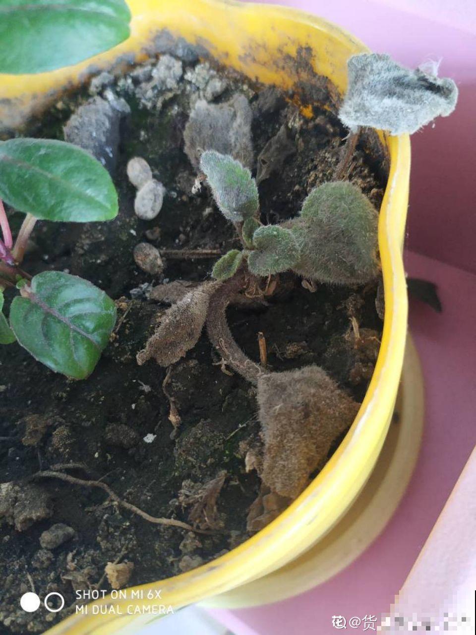 这花秋天最怕晒，晒一盆死一盆，赶紧挪个地儿！