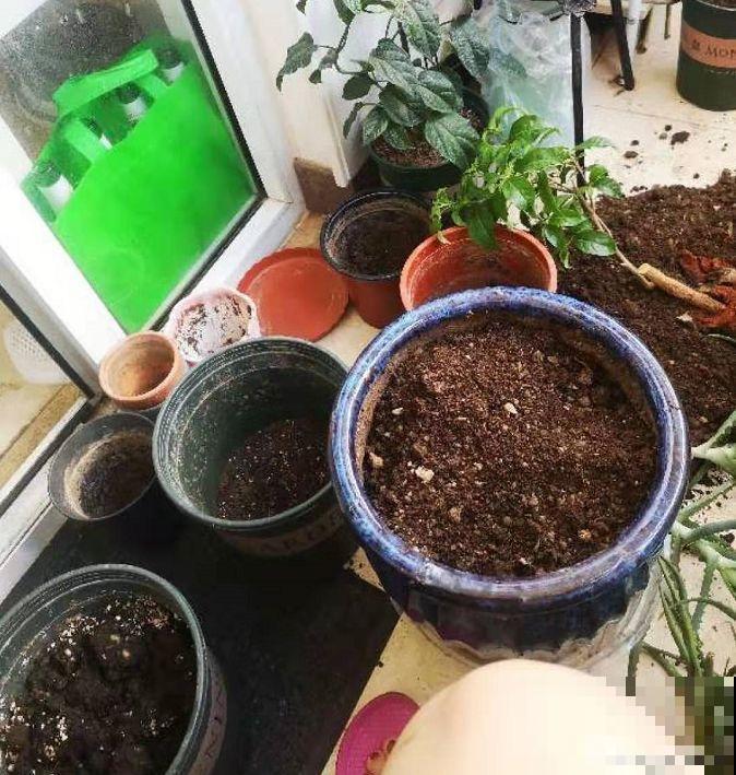 三角梅不开花？旱它15天，花苞蹭蹭往外冒！