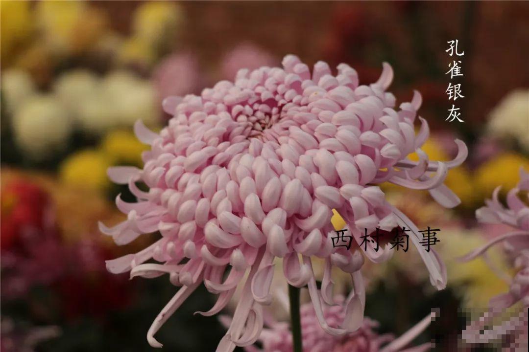 秋天啥花都可以不养，唯独这1种，100盆都不嫌多！