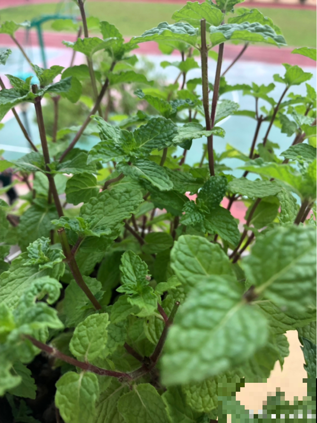 初秋这么养薄荷，一棵就窜成清凉小树，嫩叶够一层楼泡茶喝！