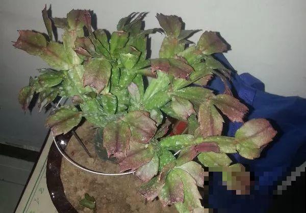 蟹爪兰也有假？买花时睁大眼，小心被骗！