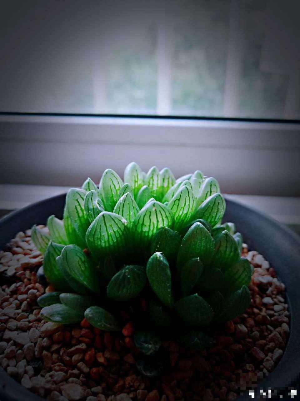 秋天必养的多肉，太阳一晒真透亮，半月养成小胖墩！