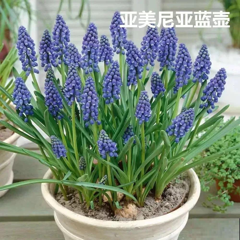 未来一个月，这9种花就是抢手货，不养亏大了！