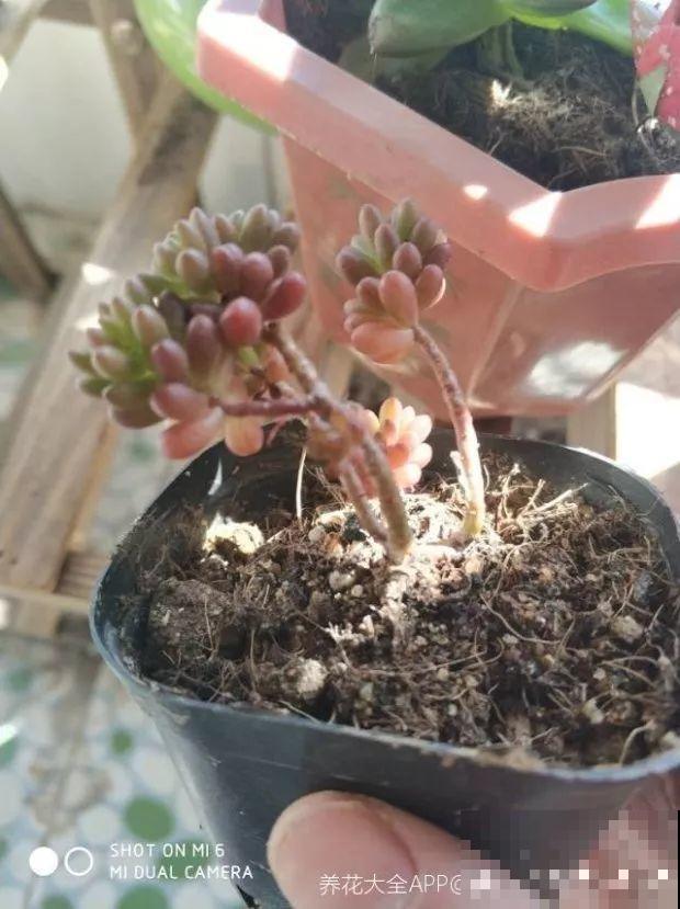 花上长出这种根，别着急剪，有了它花越长越旺盛！
