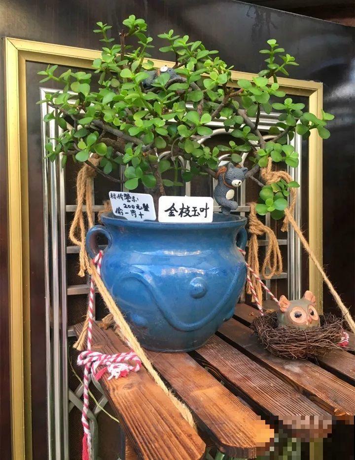 金枝玉叶换换土，比施肥都管用，瘦弱的嫩枝照样养成老桩！