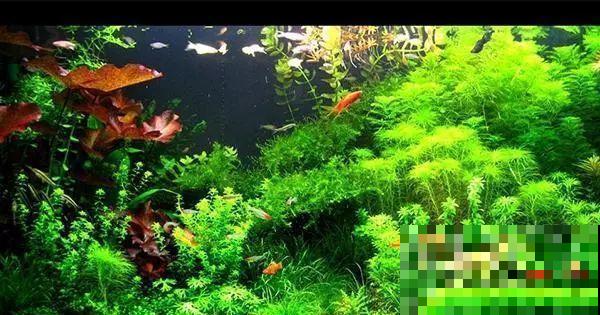 比铜钱草好看百倍的花，7天爆满一大缸，多到家里堆不下！