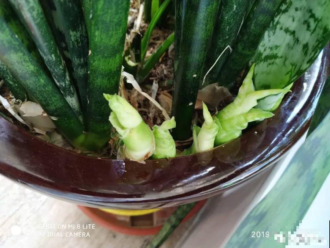 给花浇点它，秋天根系撑爆盆，黄叶离得远远的！