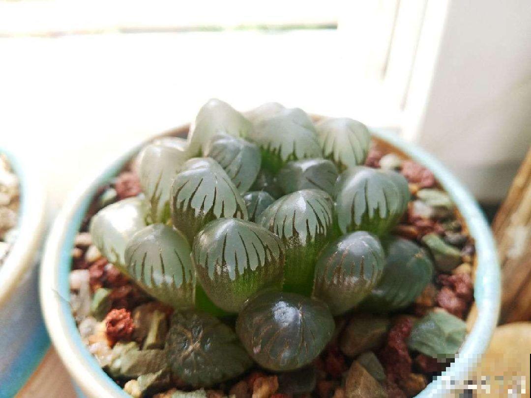秋天必养的多肉，太阳一晒真透亮，半月养成小胖墩！
