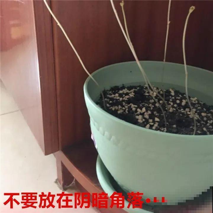 防盗窗上养这花，1个月开成花海，邻居都看花眼！