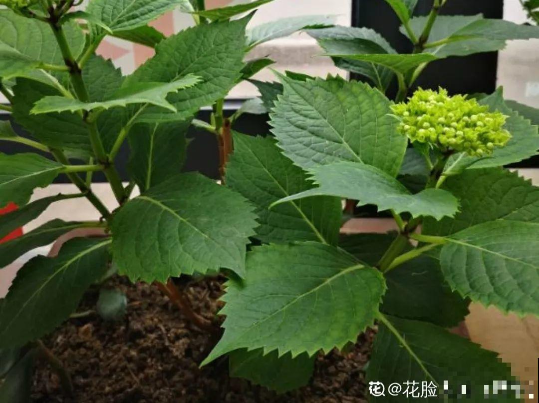 最受欢迎的耐阴花，北窗台也能开爆盆，养家里特气派！