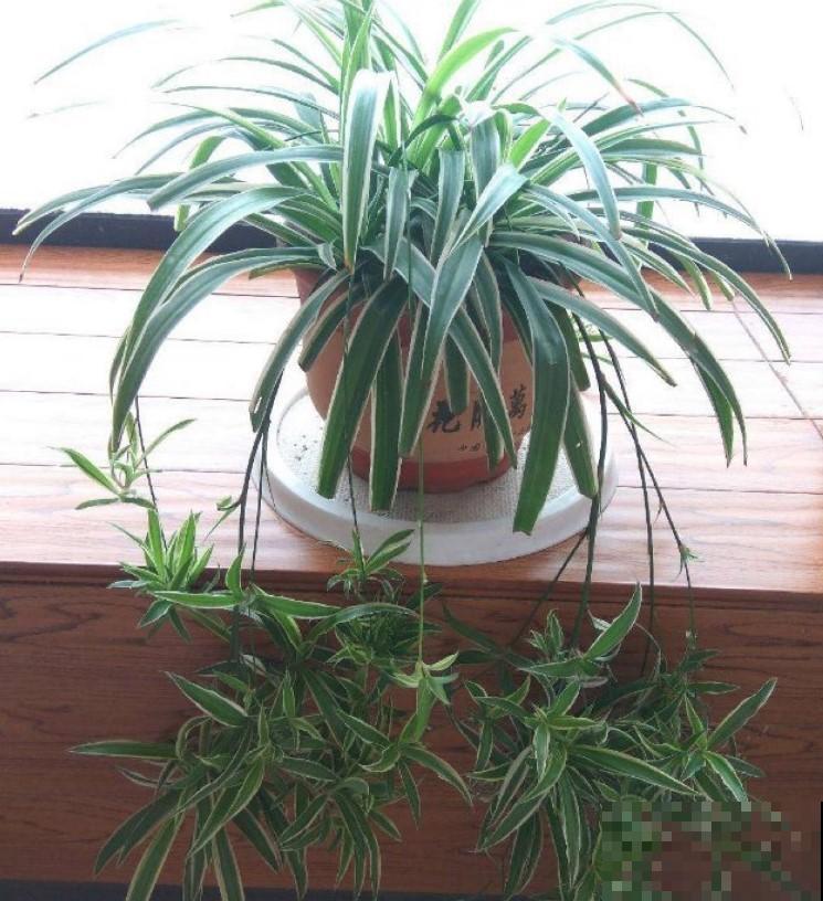 这2种大型的绿叶植物，放在客厅养眼护目，真是太值了！