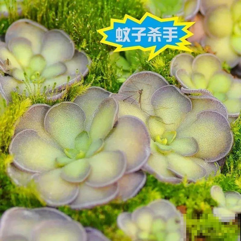 这5种重口味的花，自己就能“找食吃”，最适合秋冬养！