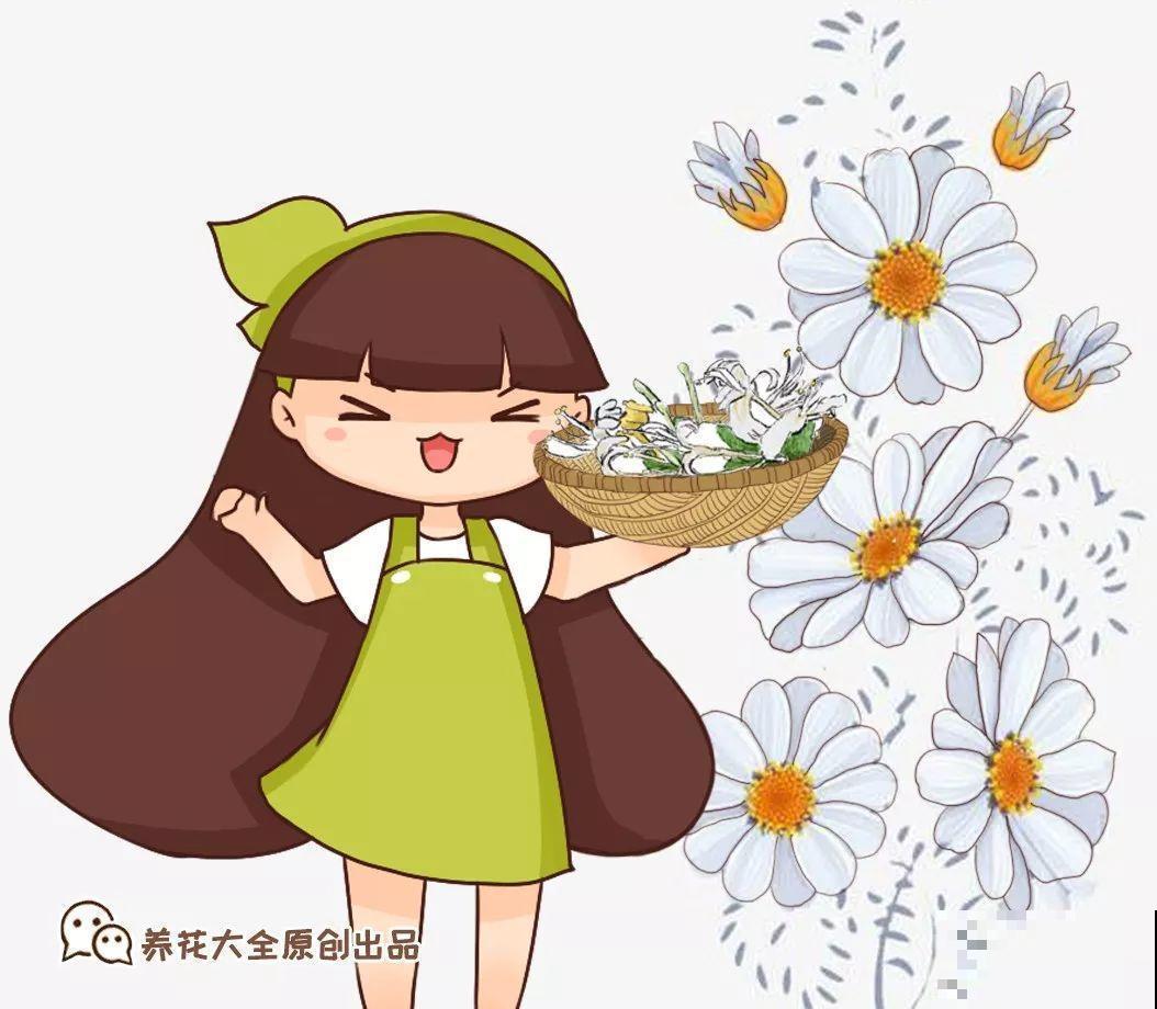 这花就是现在开，上火的时候摘几朵，泡水一喝就没事！