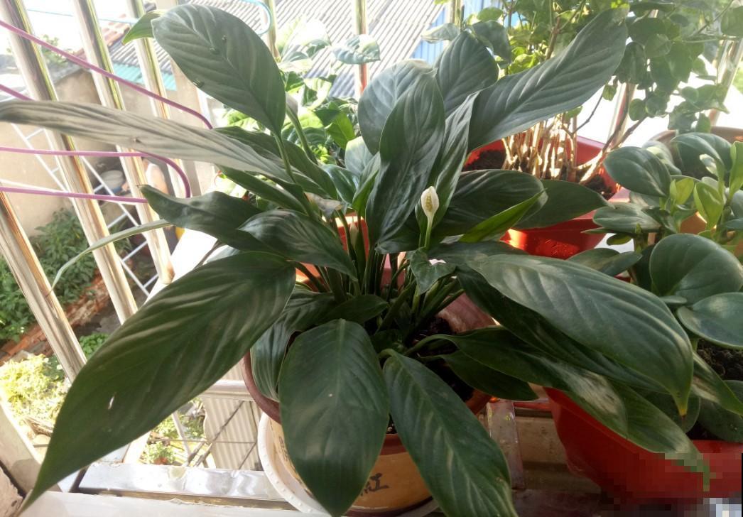 家里养白掌了吗？试试这招，花开不断！
