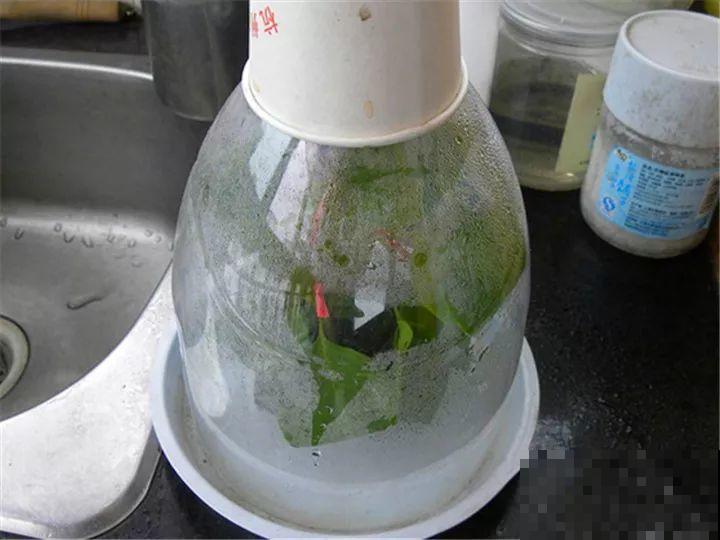 烂根的君子兰砍一刀，放在木屑盆里，蹭蹭长出大白根！