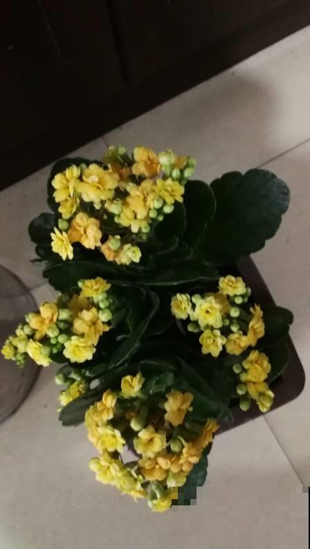 你家长寿花不开花也不长叶？就是这几点没做好，赶紧来学！