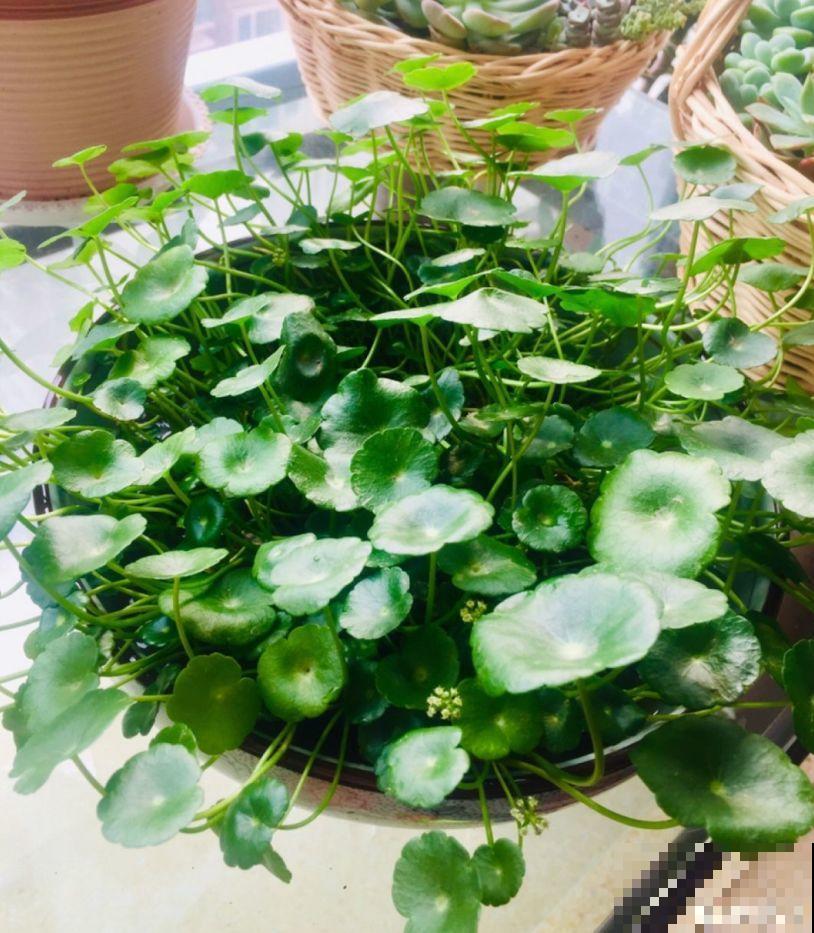 再好养的花也怕冷，放外面一晚上，一不小心变烂草！