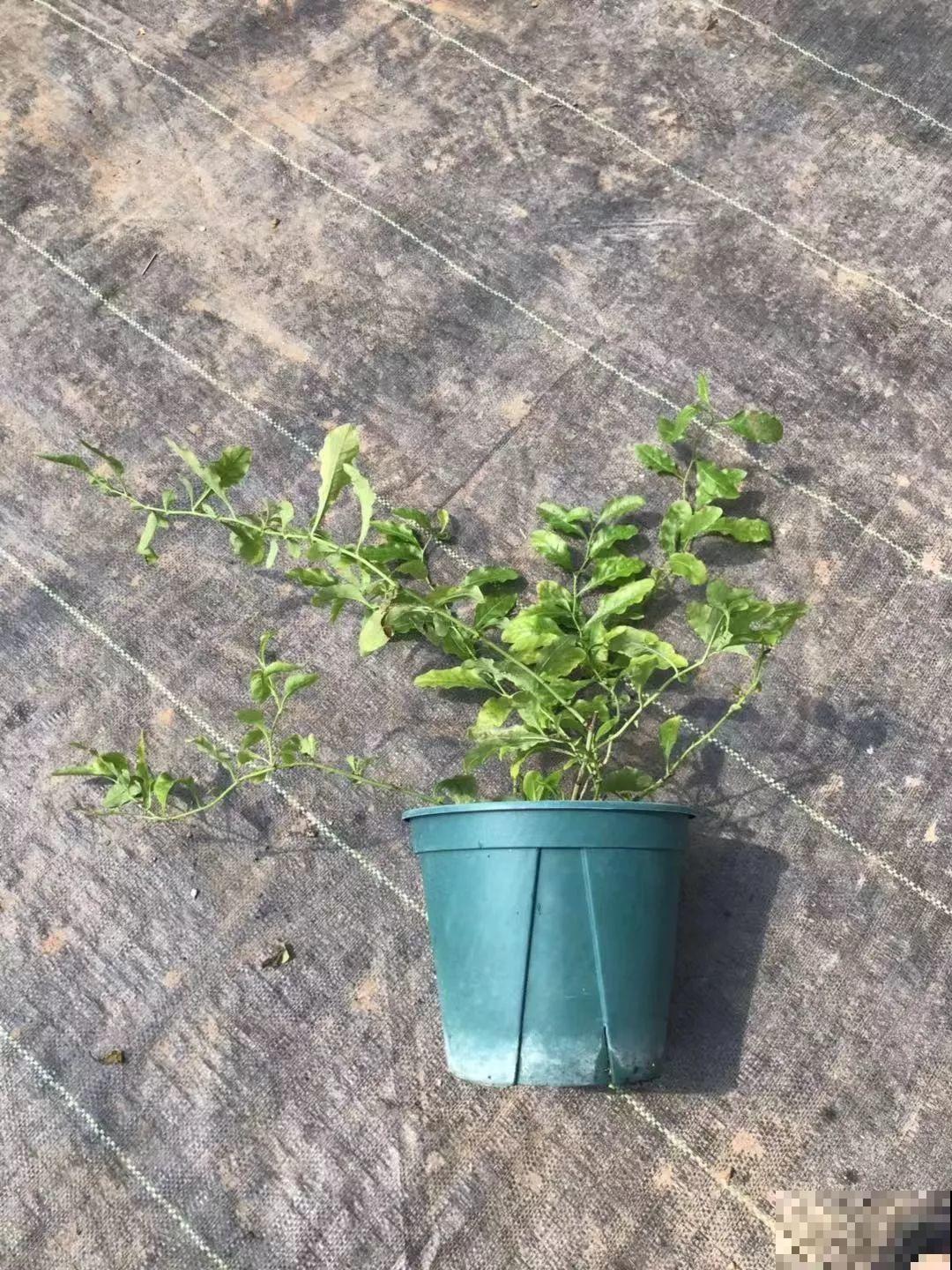蓝雪花越剪越长，院子里栽一棵，2个月开满整面墙！
