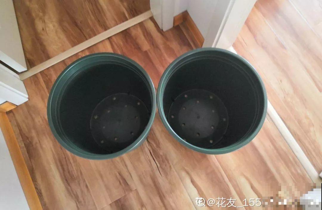 在家养花，这4点得弄明白，不然啥花也能毁在你手里！